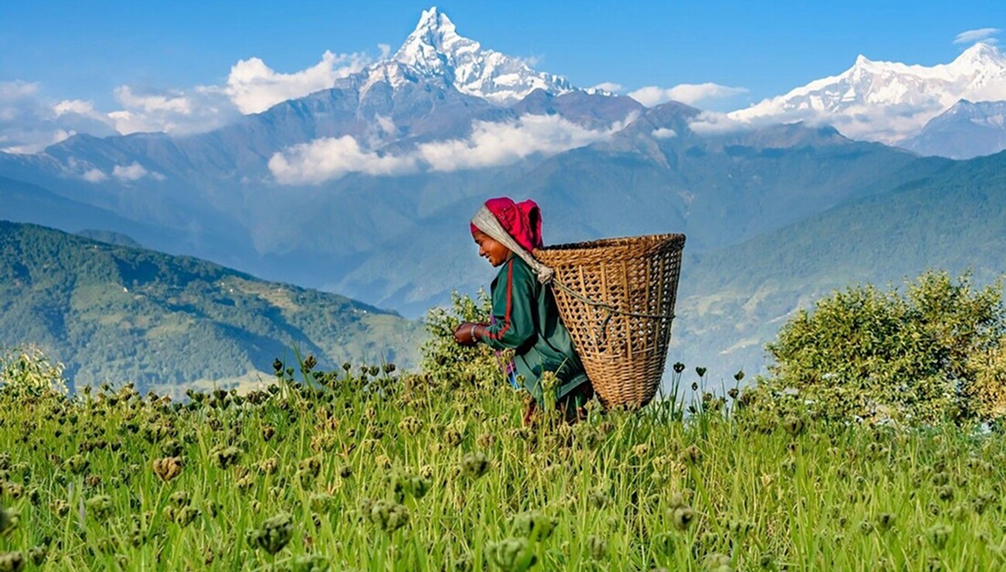 Supporting Local Farmers: How Rato Bhale Makes a Difference